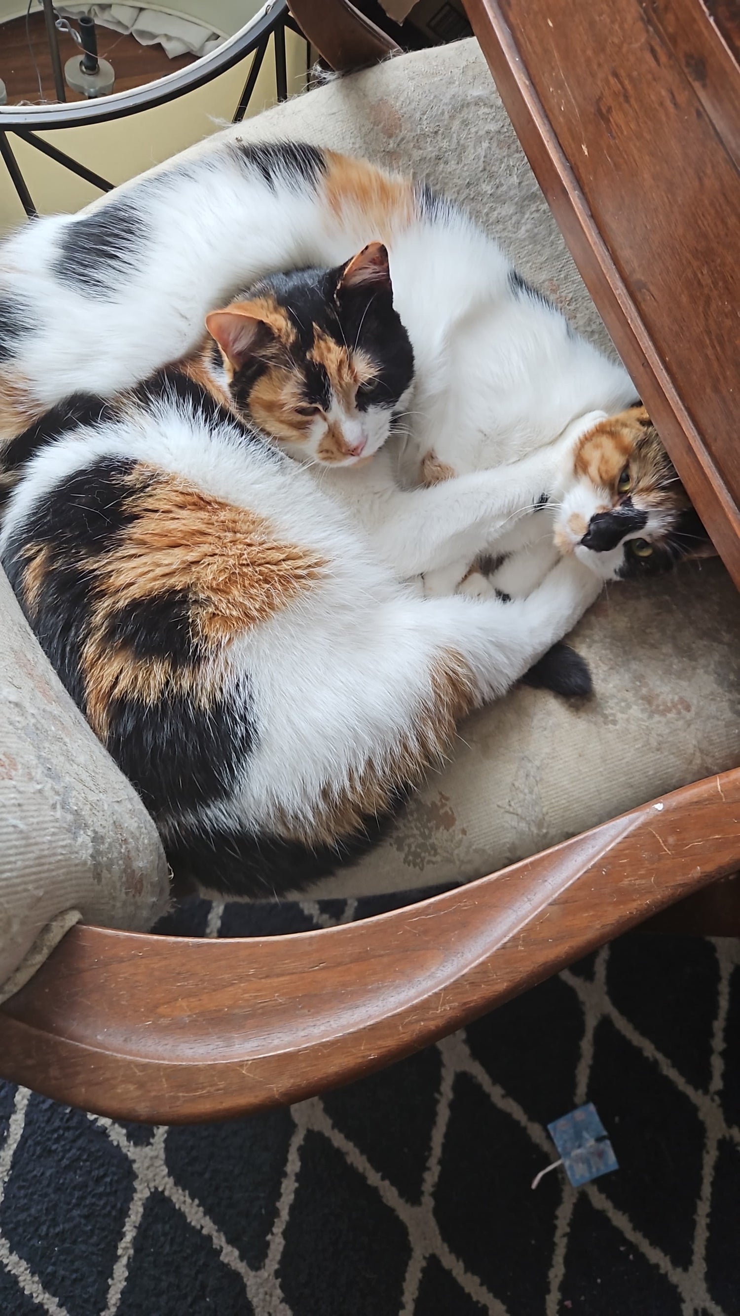 Author Image for Hannah Birss - Two calico cats lounging together in a chair